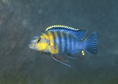 Tropheops sp. 'red cheek' Tsano Rock